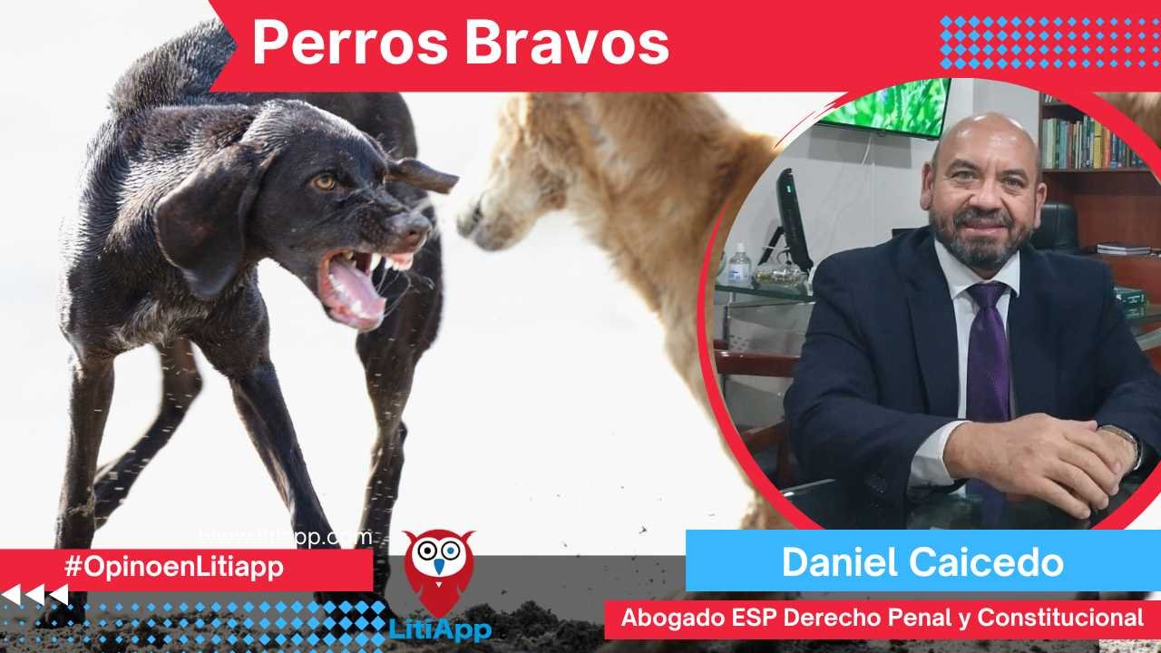 Perros Bravos. Daniel Caicedo