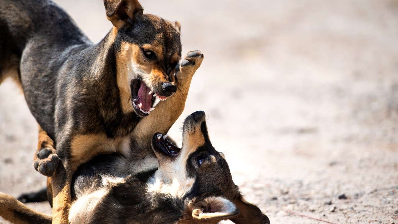 Riesgos y responsabilidades de las razas de perros 'peligrosas' en Colombia