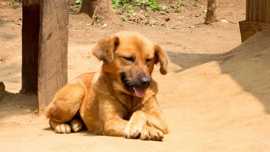 Tips para cuidar a los animales en tiempos de alta temperaturas