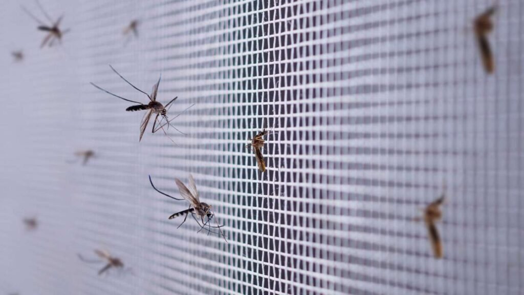 ¿Cómo controlar zancudos y mosquitos molestos?